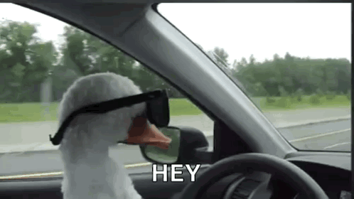 Duck With GIF