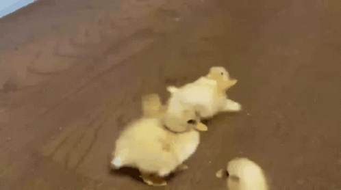 Ducking GIF