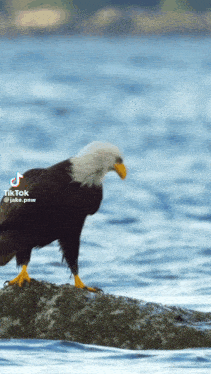 Eagle Crab GIF