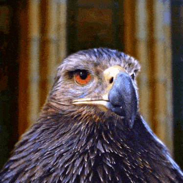 Eagle Screech GIF