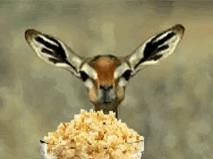 Easter Doe Eating GIF