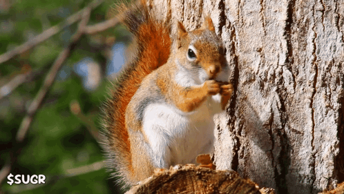Eating A Nut Eating-a-nut GIF