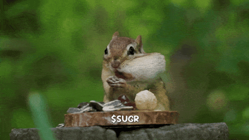Eating A Nut Eating-a-nut GIF