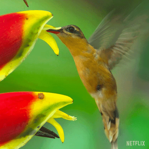 Eating Nectar Our Living World GIF