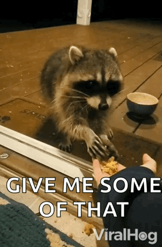 Eating Raccoon Viralhog GIF