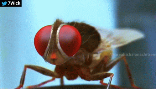 Eega Makkhi GIF