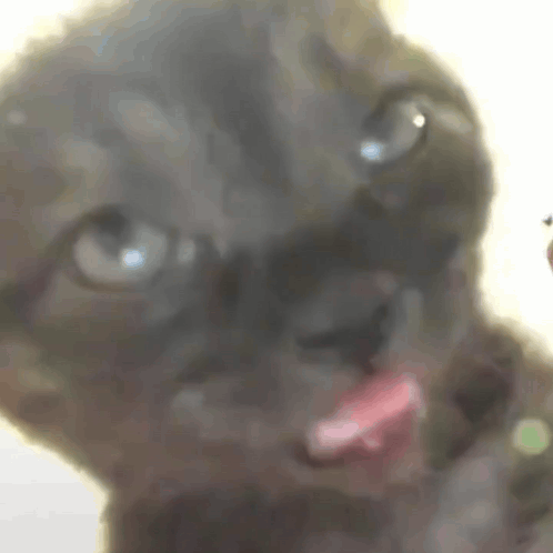 Eepy Cat Cat Sleepy GIF