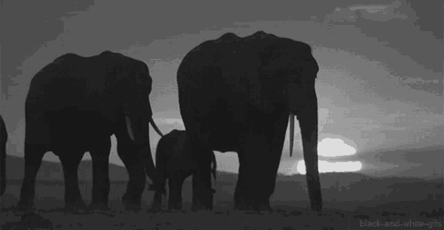 Elephant Animal GIF