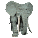 Elephant Jumanji Sticker