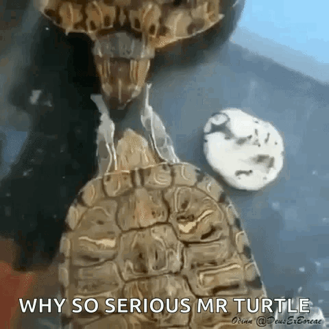 Elias Turtle Wake Up GIF
