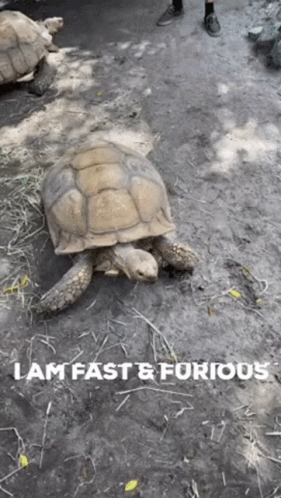 Emannuel Emanuel GIF