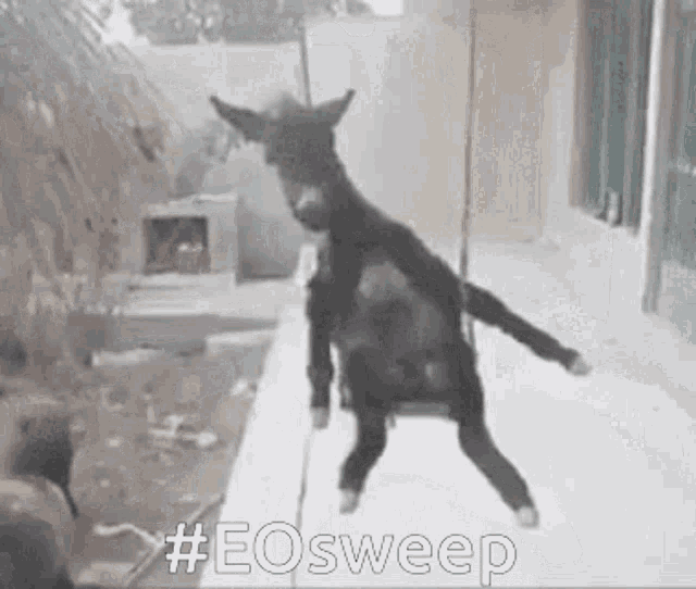 Eo Cannes GIF