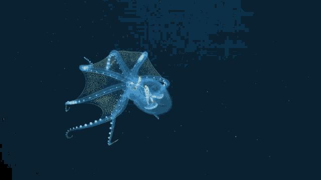 Equatorialcorals Deepseacorals GIF