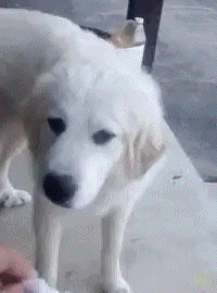 Eugh Nasty GIF