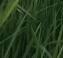Europe GIF