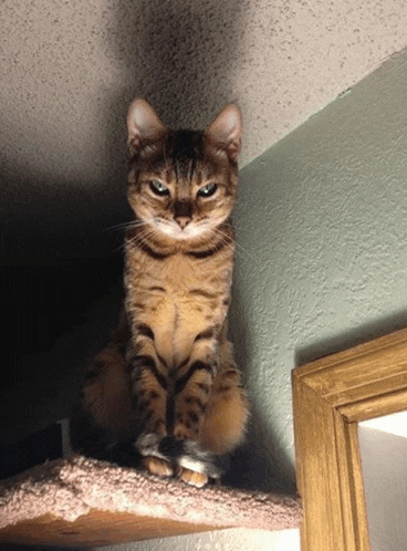 Evil Cat Meme