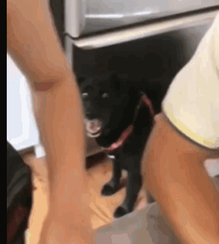 Excited Dogs GIF