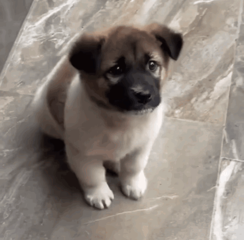Excited Excited Dog GIF