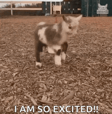 Excited Kid GIF