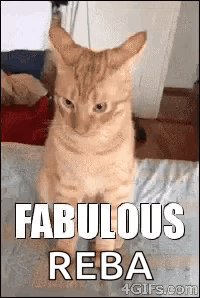 Fabulous Cats GIF