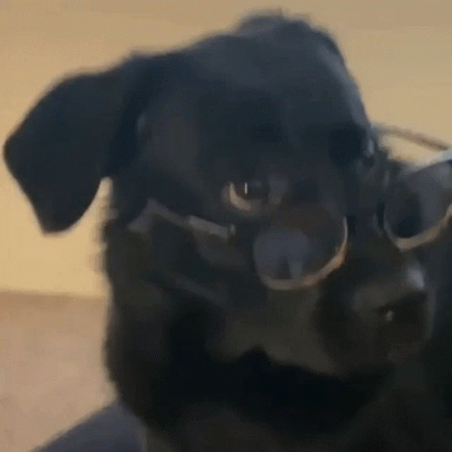 Fairysoobs Dog GIF