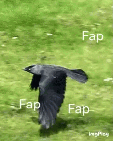 Fap Branler GIF