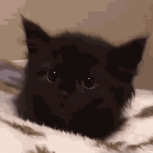 Farheen Fernheen GIF