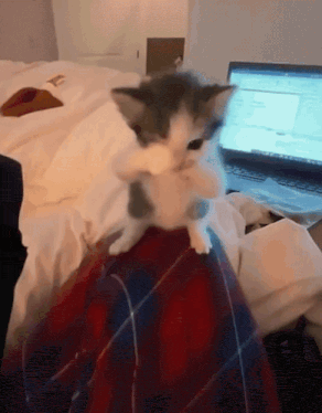 Farma Gato Farmando Aura GIF