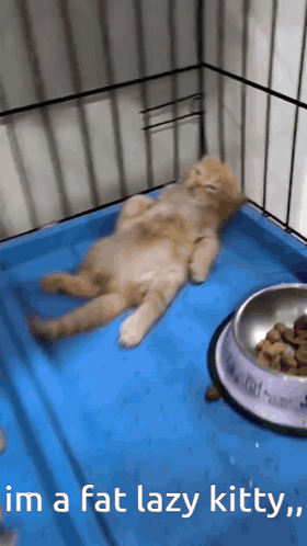 Fat Cat GIF