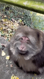 Fat Fat Monkey GIF