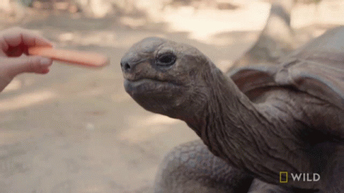 Feeding A Tortoise National Geographic GIF