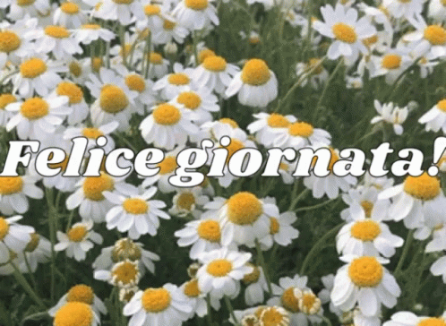 Felice Giorno Felice Giornata GIF