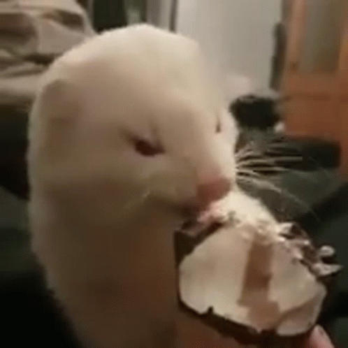 Ferret Ferrets GIF