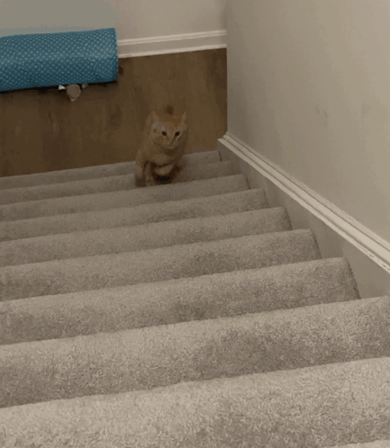 Figgy Stairs GIF