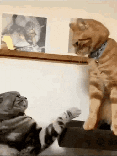 Fighting Cat Cat Meme GIF