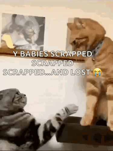 Fighting Cat Cat Meme GIF