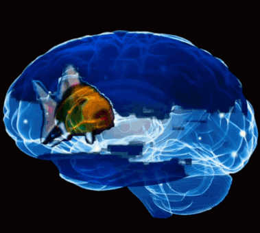 Fish Brain Rot GIF