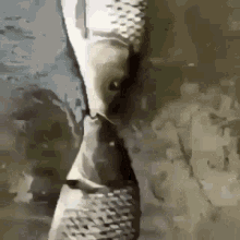 Fish Kiss GIF
