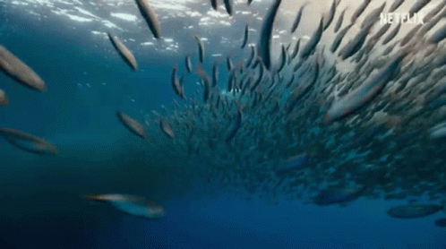 Fish Sea GIF