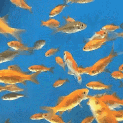 Fishes Gold Fish GIF