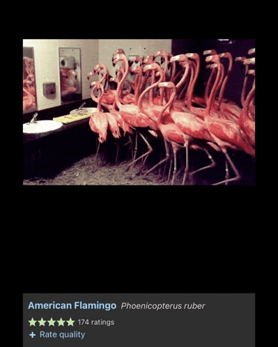 Flamingo Bathroom Meme