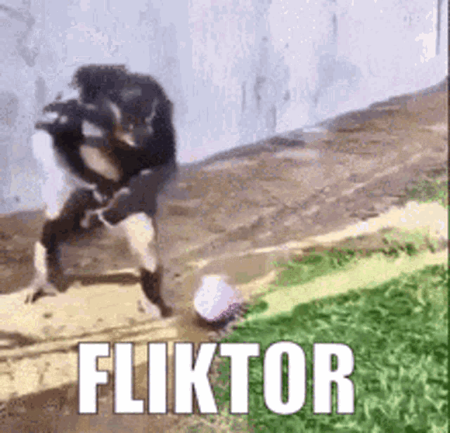 Fliktor V Iktor GIF