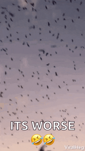 Flock Of Birds Migrating GIF