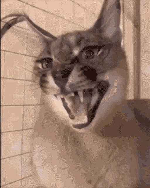 Floppa Flopper GIF