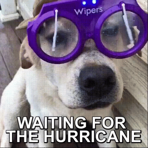 Florence Storm GIF