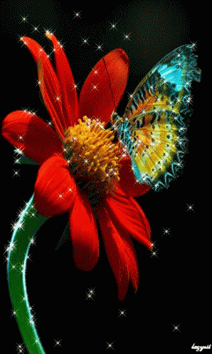 Flower Butterfly GIF