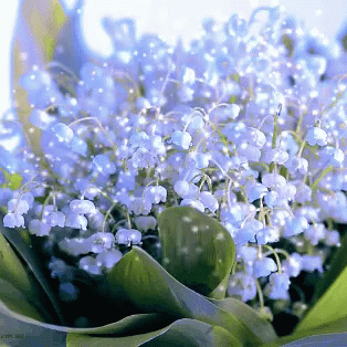 Flower GIF