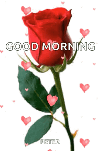 Flower Rose GIF