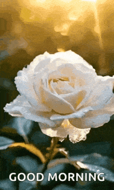 Flower Rose GIF