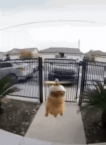 Flying Cat Cat Copter GIF